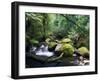 Taggerty River, Tree Ferns and Myrtle Beech Trees in the Temperate Rainforest, Victoria, Australia-Jochen Schlenker-Framed Photographic Print