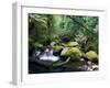 Taggerty River, Tree Ferns and Myrtle Beech Trees in the Temperate Rainforest, Victoria, Australia-Jochen Schlenker-Framed Photographic Print