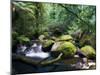 Taggerty River, Tree Ferns and Myrtle Beech Trees in the Temperate Rainforest, Victoria, Australia-Jochen Schlenker-Mounted Photographic Print