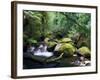 Taggerty River, Tree Ferns and Myrtle Beech Trees in the Temperate Rainforest, Victoria, Australia-Jochen Schlenker-Framed Photographic Print