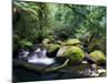 Taggerty River, Tree Ferns and Myrtle Beech Trees in the Temperate Rainforest, Victoria, Australia-Jochen Schlenker-Mounted Photographic Print