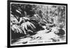 Taggerty River, Victoria, Australia, 1928-null-Framed Giclee Print