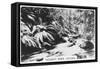 Taggerty River, Victoria, Australia, 1928-null-Framed Stretched Canvas