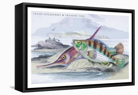 Tagos Goldsinny and Trumpet Fish-Robert Hamilton-Framed Stretched Canvas