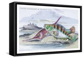 Tagos Goldsinny and Trumpet Fish-Robert Hamilton-Framed Stretched Canvas