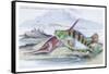 Tagos Goldsinny and Trumpet Fish-Robert Hamilton-Framed Stretched Canvas