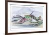 Tagos Goldsinny and Trumpet Fish-Robert Hamilton-Framed Premium Giclee Print