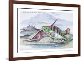 Tagos Goldsinny and Trumpet Fish-Robert Hamilton-Framed Premium Giclee Print