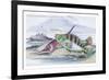 Tagos Goldsinny and Trumpet Fish-Robert Hamilton-Framed Premium Giclee Print