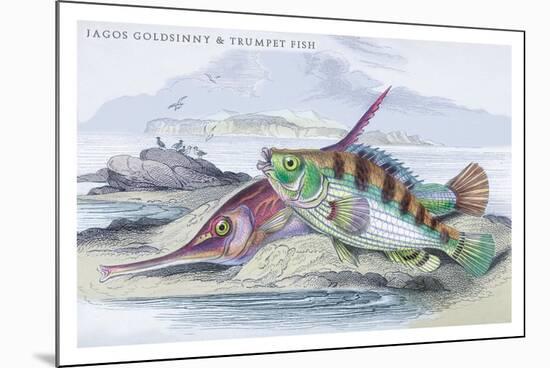 Tagos Goldsinny and Trumpet Fish-Robert Hamilton-Mounted Premium Giclee Print