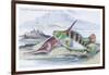 Tagos Goldsinny and Trumpet Fish-Robert Hamilton-Framed Art Print