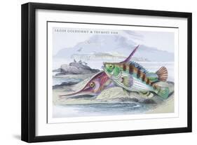 Tagos Goldsinny and Trumpet Fish-Robert Hamilton-Framed Art Print