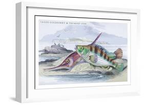 Tagos Goldsinny and Trumpet Fish-Robert Hamilton-Framed Art Print