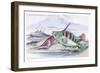 Tagos Goldsinny and Trumpet Fish-Robert Hamilton-Framed Art Print