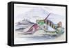 Tagos Goldsinny and Trumpet Fish-Robert Hamilton-Framed Stretched Canvas