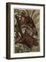 Taguan by Alfred Edmund Brehm-Stefano Bianchetti-Framed Giclee Print