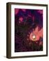 Tahitian Sunset-Tina Lavoie-Framed Giclee Print