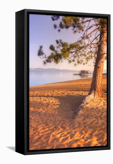 Tahoe Lake Tree-Vincent James-Framed Stretched Canvas
