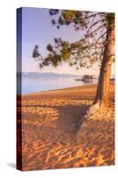 Tahoe Lake Tree-Vincent James-Stretched Canvas