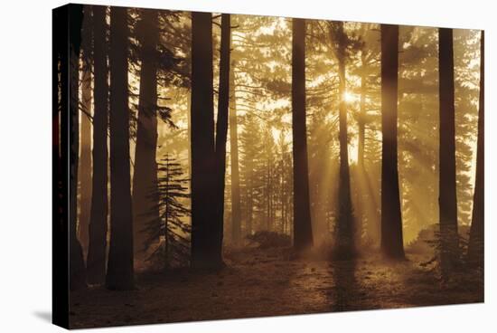 Tahoe Smoky Sunrise-Mike Jones-Stretched Canvas