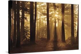 Tahoe Smoky Sunrise-Mike Jones-Stretched Canvas