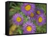 Tahoka Daisy, St. Mary, Montana, USA-Darrell Gulin-Framed Stretched Canvas