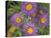 Tahoka Daisy, St. Mary, Montana, USA-Darrell Gulin-Stretched Canvas