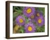 Tahoka Daisy, St. Mary, Montana, USA-Darrell Gulin-Framed Photographic Print