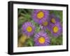 Tahoka Daisy, St. Mary, Montana, USA-Darrell Gulin-Framed Photographic Print