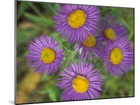 Tahoka Daisy, St. Mary, Montana, USA-Darrell Gulin-Mounted Photographic Print