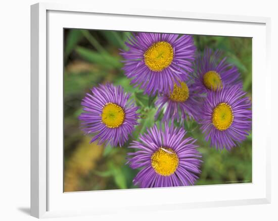 Tahoka Daisy, St. Mary, Montana, USA-Darrell Gulin-Framed Photographic Print