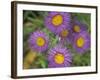 Tahoka Daisy, St. Mary, Montana, USA-Darrell Gulin-Framed Photographic Print