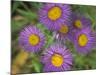 Tahoka Daisy, St. Mary, Montana, USA-Darrell Gulin-Mounted Photographic Print