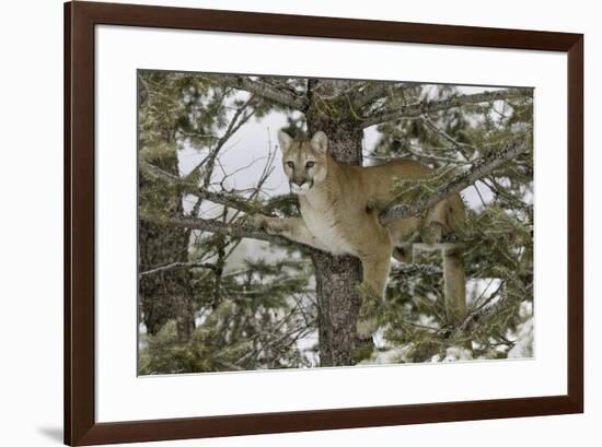 Tahquamenon Falls, Tahquamenon Falls State Park, Whitefish, Michigan.-Adam Jones-Framed Premium Photographic Print