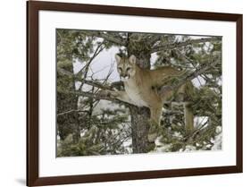 Tahquamenon Falls, Tahquamenon Falls State Park, Whitefish, Michigan.-Adam Jones-Framed Premium Photographic Print