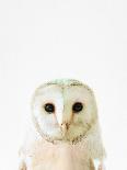 Owl-Tai Prints-Photographic Print