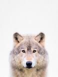 Wolf-Tai Prints-Photographic Print