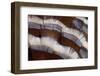 Tail Feather Design of Lavender Turkey-Darrell Gulin-Framed Photographic Print