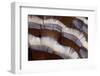 Tail Feather Design of Lavender Turkey-Darrell Gulin-Framed Photographic Print