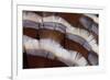 Tail Feather Design of Lavender Turkey-Darrell Gulin-Framed Photographic Print