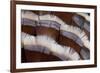 Tail Feather Design of Lavender Turkey-Darrell Gulin-Framed Photographic Print