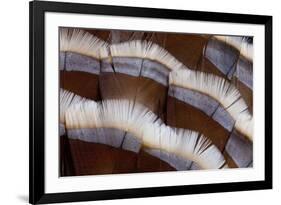 Tail Feather Design of Lavender Turkey-Darrell Gulin-Framed Photographic Print
