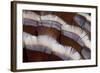 Tail Feather Design of Lavender Turkey-Darrell Gulin-Framed Photographic Print