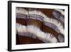 Tail Feather Design of Lavender Turkey-Darrell Gulin-Framed Photographic Print