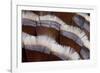 Tail Feather Design of Lavender Turkey-Darrell Gulin-Framed Photographic Print