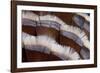 Tail Feather Design of Lavender Turkey-Darrell Gulin-Framed Photographic Print