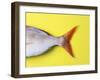 Tail Fin of a Common Pandora-Fridhelm Volk-Framed Photographic Print