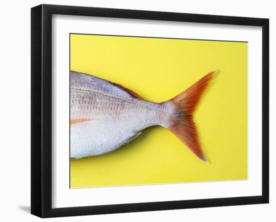 Tail Fin of a Common Pandora-Fridhelm Volk-Framed Photographic Print