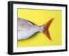 Tail Fin of a Common Pandora-Fridhelm Volk-Framed Photographic Print