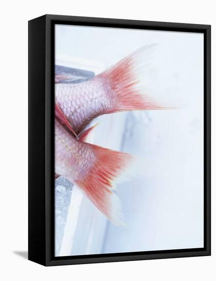 Tail Fins of Two Blue Spotted Seabream-Marc O^ Finley-Framed Stretched Canvas